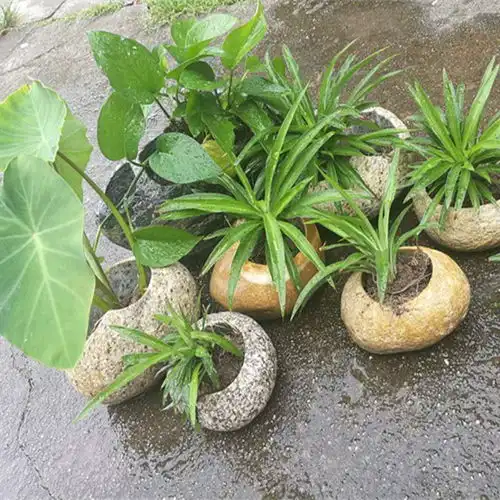 花盆天然原生石头花盆鹅卵石花卉花盆花架多肉菖蒲铜钱草水仙盆