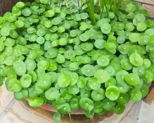 3种花叶子又瘦又黄,狠心剪一剪,长得郁郁葱葱更茂盛