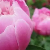 好运吉祥微信花头像微信头像图片大全