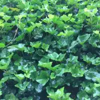 棚架图片中国供应商