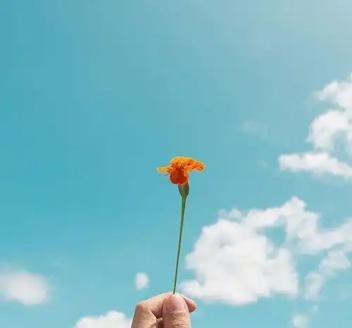 朋友圈最经典的早安文案,唯美舒心,让人一看就喜欢