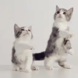 曼奇金短腿猫