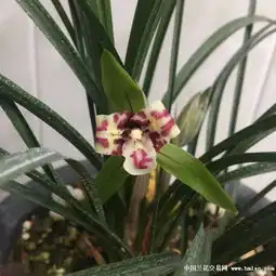 发帖秀兰花,庆七十五寿诞