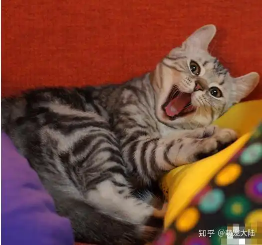 为什么猫咪狗狗会吐舌头