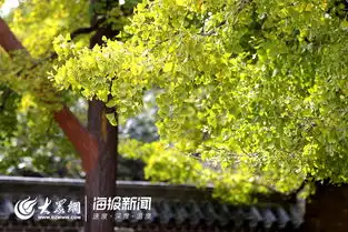 渐入佳境莒县浮来山风景区4000多年黄金雨即将来临,美轮美奂超震撼