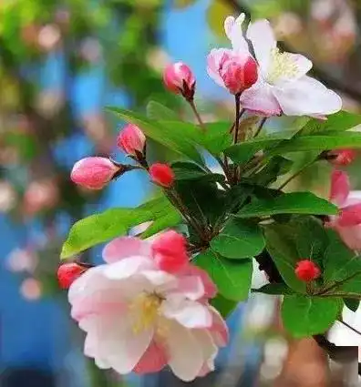 别去挤迎泽公园了太原花开成海,将成为全国最美城市,刷爆你的朋友圈