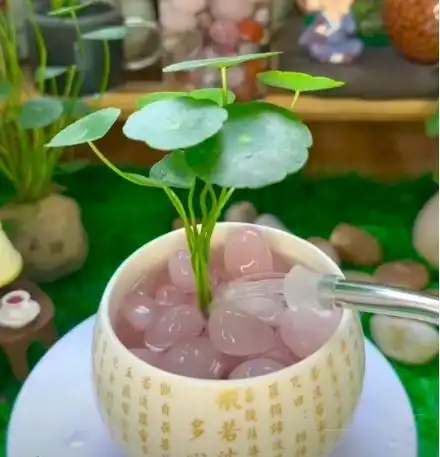 重庆一姑娘,用一堆小瓶罐,将铜钱草养得高不可攀,绝了