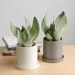 植物记虎尾兰