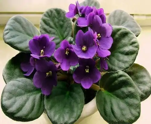 适合庭院养护的4种花,美不胜收,清新浪漫