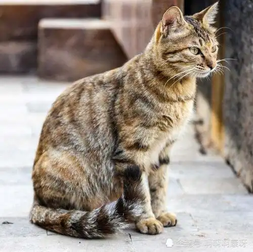 中华传统美猫狸花猫虽然不平易近人,但猫生只认一个铲屎官