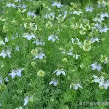 茴香种子价格茴香种子批发茴香种子厂家hc360慧聪网