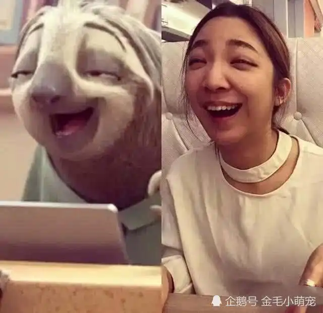 树懒动作这么慢为什么还没有灭绝听完专家的解释,网友真心机