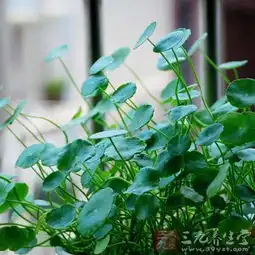 金钱草是什么金钱草药用价值及选方13