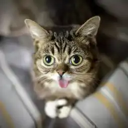 惊呆了这只吐舌猫竟然在全球拥有百万粉丝
