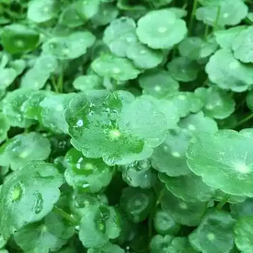 铜钱草葱葱绿绿十分好看,怎样养护铜钱草更茂盛