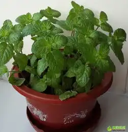 矮珠西红柿,水养铜钱草,花叶绿萝,金边虎皮兰周日南楼平日河东