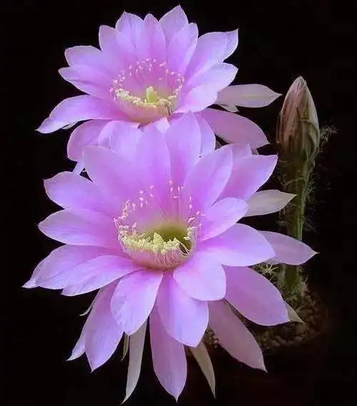 千姿百态的仙人掌花欣赏