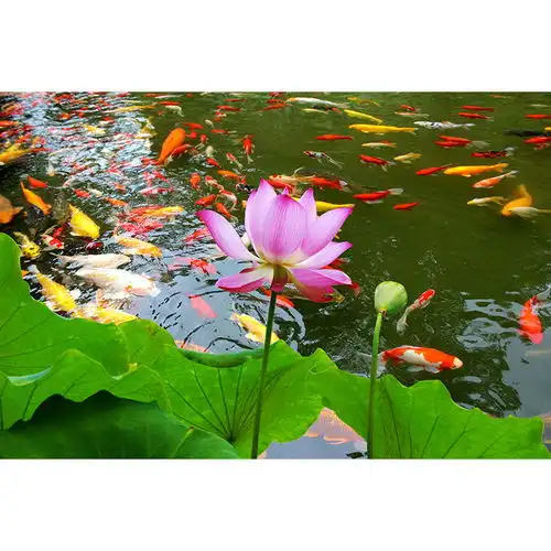 九鱼图风水招财装饰画荷花鱼壁画自粘客厅挂画年年有余沙发墙贴画