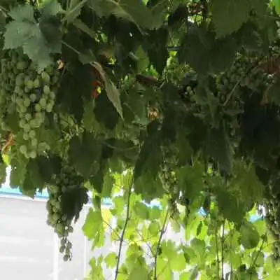 新闻浙江西拉葡萄苗精品苗批发欢迎来电咨询