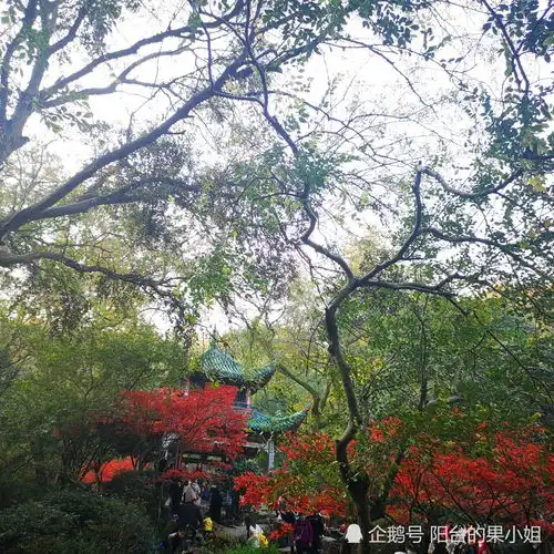 岳麓山的枫叶红了