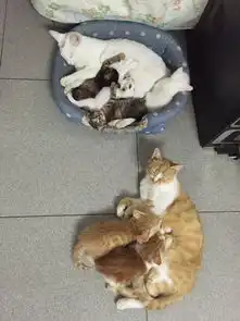 猜猜黄猫和白猫谁是妈妈,谁是女儿