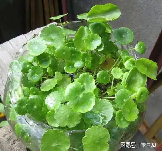 最适合养室内的10种花草,一种土里就活,叶绿花多,好养又漂亮