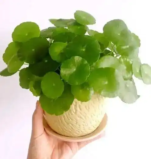 人养花,花亦养人7种好养漂亮,寓意好,适合养在室内的盆花铜钱草盆栽君子兰虎皮兰网易订阅