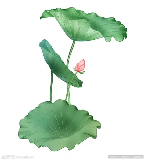 荷花荷叶设计图psd分层素材psd分层素材