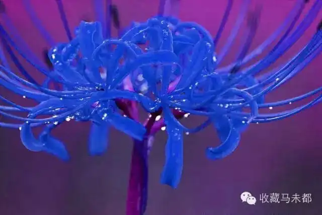 美腻了天津网友跟拍了一个月才拍到彼岸花的盛开据说这种花千年才开