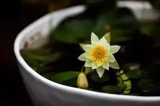 书房中最文质的五种绿植