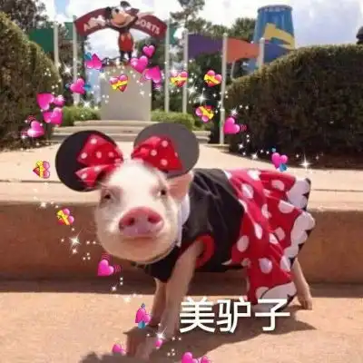 猪猪情侣头像呆萌一左一右抖音可爱真实猪情侣头像