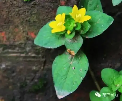 铜钱草金钱草聚财防辐射的负离子绿植