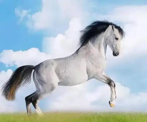 一马当先接好运,马到成功事业耀