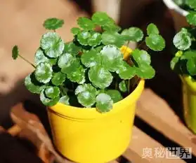 破铜钱草,如古代铜钱一般