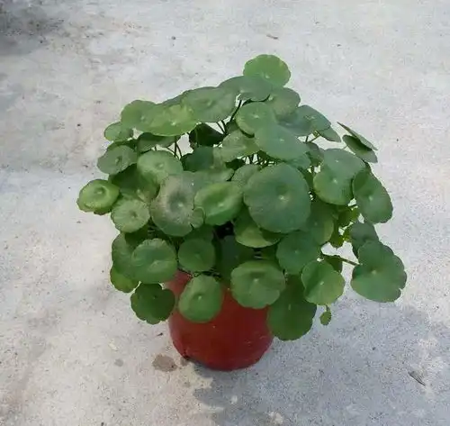 家里养花还嫌脏选这3种植物,扔在水里就能活