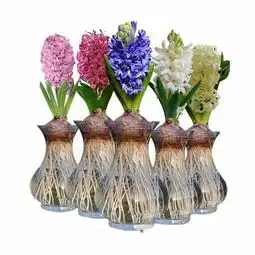 这是什么花