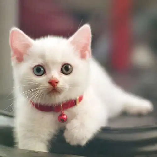 外国流浪猫多到成灾,中国养猫的人越来越多,为啥流浪猫没泛滥