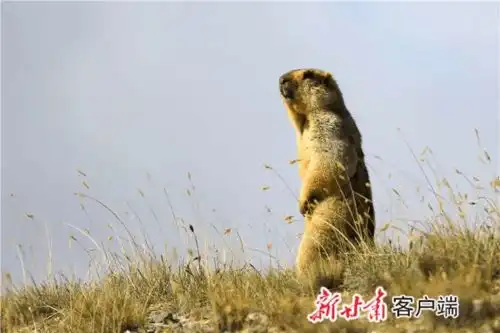 大腕祁连山,请来众多明星作代言