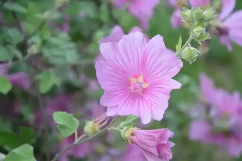 8月底,桃花飞舞,前缘指路,旧情回暖,此生执手流年,恩爱到永远天蝎座