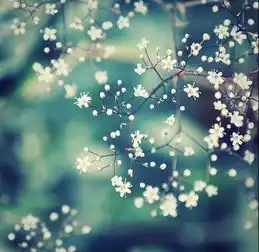 求满天星的意境图片