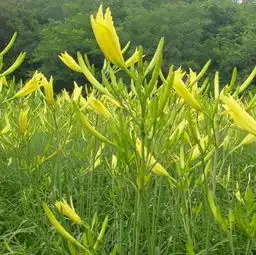 特色经济植物的概念和范畴是