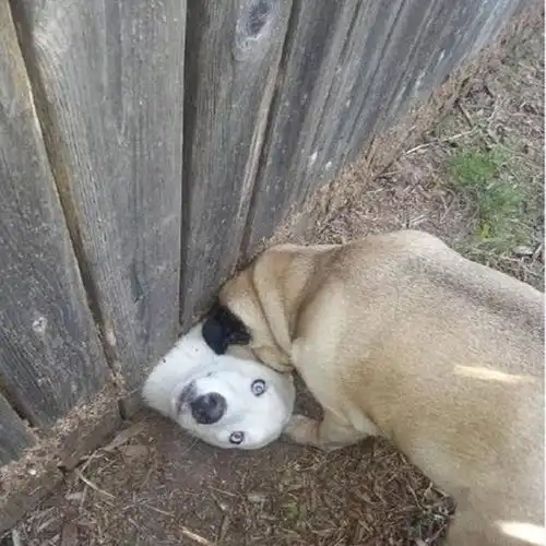 每日一笑单位有个护士,看到她护士服上边的扣子没扣好