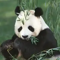 熊猫头像真实可爱图片贱萌熊猫qq头像大全