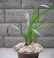秀自己的兰花一