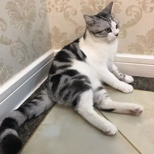 小千酱的相册猫美短ein