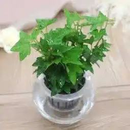 觉得自己懒不能养花大错养这些花巨省力