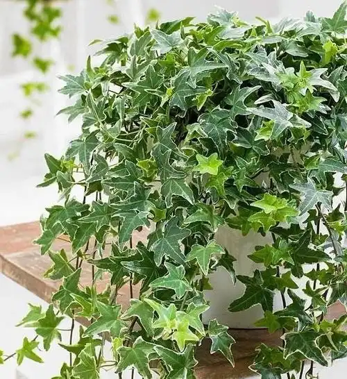 常青藤养成室内的吊盆植物,掌握这几点比绿萝还好养