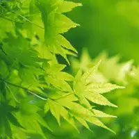 风清流光图片微信头像图片大全