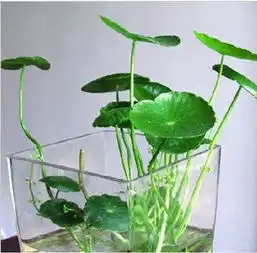 铜钱草水培植物室内盆栽植物盆景