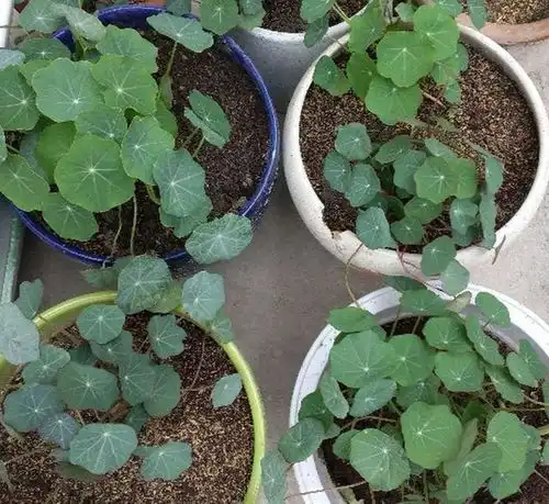 2种花长得像铜钱草,格调却不同,1种开花漂亮1种文艺盆栽